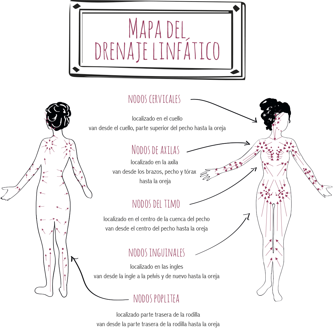 Propiedades de las plantas medicinales Las propiedades de las plantas medicinales